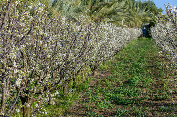 Obraz premium blurred plum tree background in bloom in spring