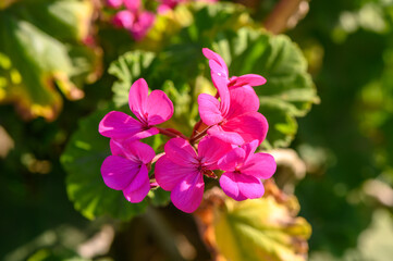 Geranium red flower. Beautiful geranium flowers blooming on a terrace, outside.