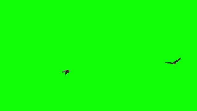 2 Red Tailed Hawk Raptor Birds - Flying Around Loop - Green Screen - Realistic 3D animation loop of North American bird of prey isolated on chroma key background