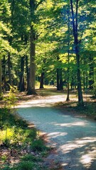 forest in the morning