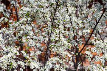 White cherry flowers in the spring garden.