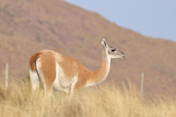 Guanaco 