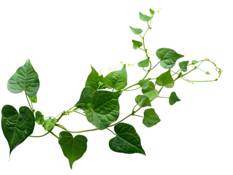 Twisted jungle vines liana plant with heart shaped green leaves isolated on white background, clipping path included