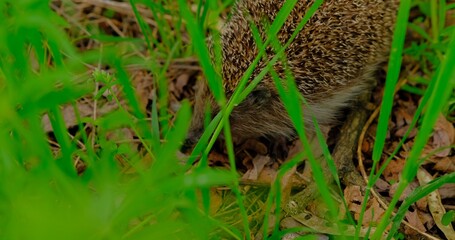 Capture the endearing sight of a hedgehog foraging for food in lush green grass. Perfect footage...