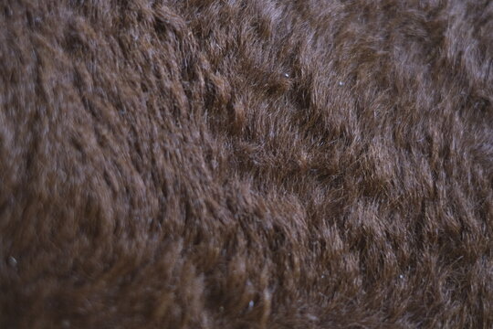 fur alpha overlay texture