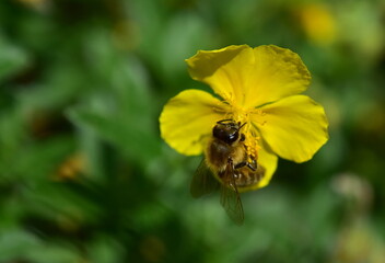Biene auf einem Gemeinen Sonnenöschen