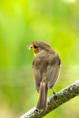 Obraz premium Robin Red Breast (Erithacus rubecula) - Europe's Familiar Friend