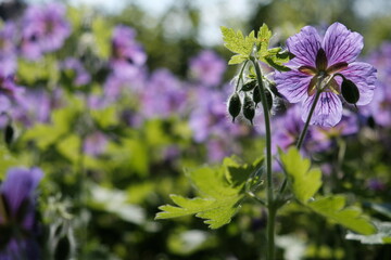 Natural Background. The wind rustles the grass. Field flowers.