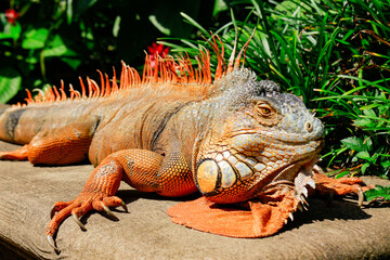 Iguana