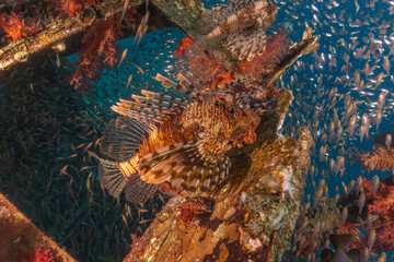 Lionfish in the Red Sea colorful fish, Eilat Israel
