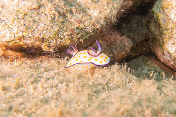 Sea Slug in the Red Sea Colorful and beautiful, Eilat Israel
