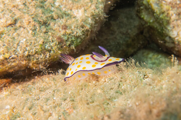Sea Slug in the Red Sea Colorful and beautiful, Eilat Israel
