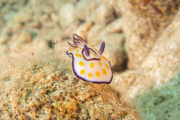 Sea Slug in the Red Sea Colorful and beautiful, Eilat Israel
