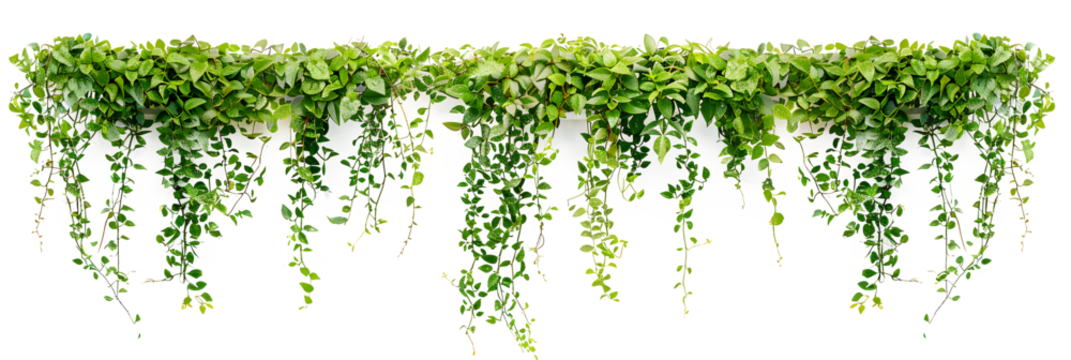 Green succulent leaves hanging vines ivy bush climbing epiphytic plant (Dischidia sp.) after rain in tropical rainforest garden isolated on white background, nature backdrop with clipping path.