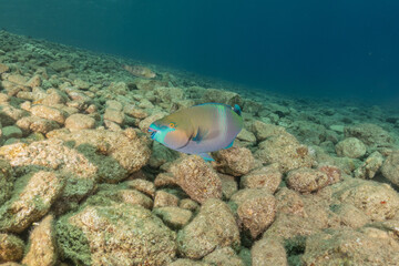 Fish swimming in the Red Sea, colorful fish, Eilat Israel
