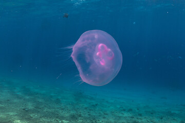 Jellyfish in the Red Sea are colorful and beautiful, Eilat Israel
