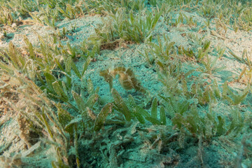 Sea Horse in the Red Sea Colorful and beautiful, Eilat Israel
