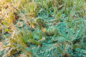 Sea Horse in the Red Sea Colorful and beautiful, Eilat Israel
