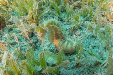 Sea Horse in the Red Sea Colorful and beautiful, Eilat Israel
