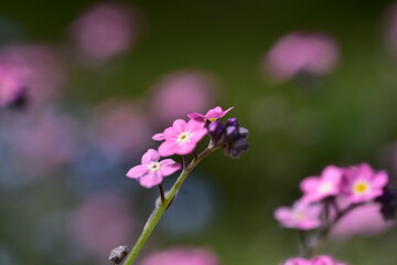 Nahaufnahme von rosa Vergissmeinnichtblüten