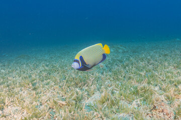 Fish swimming in the Red Sea, colorful fish, Eilat Israel
