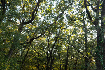 Forest landscape. Summer fairy forest with bright sunny rays shining through the trees for publication, poster, calendar, screensaver, wallpaper, post, banner, cover. High quality photo