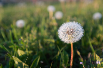 A fluffy dandelion on dandelion field, close-up. A blowball on the bon for post, screensaver, wallpaper, postcard, poster, banner, cover, website. High quality photo
