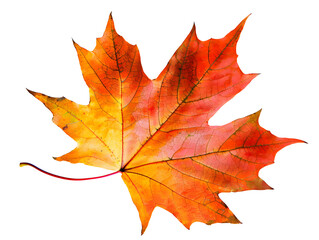 Fototapeta premium Maple leaf in autumn fall colour, png stock photo file cut out and isolated on a transparent background