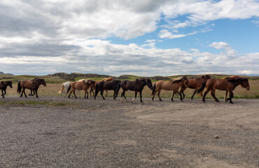Fototapeta premium wild horses in Iceland