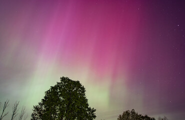 Northern lights with trees