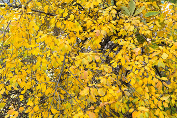 Autumn background from yellow leaves trees. Autumn landscape for publication, poster, calendar, post, screensaver, wallpaper, postcard, banner, cover, website. High quality photo