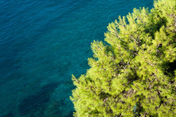 Pine branches hang above the blue waters of the sea. Pine-tree seascape background for publication,...
