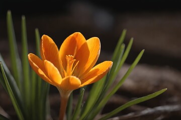 Fototapeta premium Brilliant Colors: A Close-up View of a Vibrant Crocus.