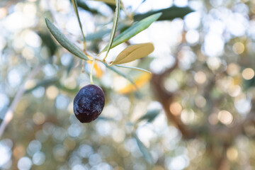 One olive ripening on the branch olive tree, close-up. Green olive background for publication, design, poster, calendar, post, screensaver, wallpaper, banner, cover. High quality photo