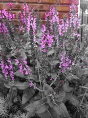 flowers in the garden