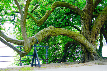 Dragon-like tree at the side of Alster-Lake in city center of Hamburg. Germany