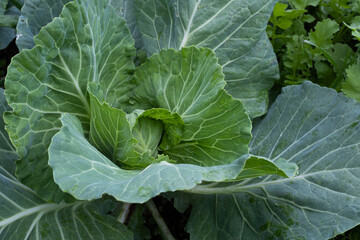 One white cabbage grow, top view. Background from one green cabbage leaves for publication, poster, calendar, post, screensaver, wallpaper, cover, website. High quality photo