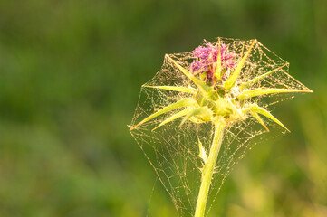 A flowering Field Thistle in the sun