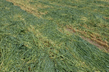 A field of mown green grass diagonally, top view. Background from grass cut by a lawnmower for publication, poster, screensaver, wallpaper, postcard, banner, cover, website. High quality photo