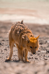 Desert fox near salar de Uyuni in Bolivia, moulting and shedding skin
