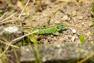 Zauneidechse im Garten
