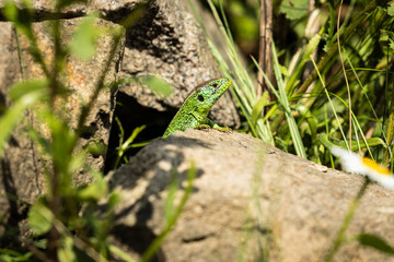Zauneidechse im Garten