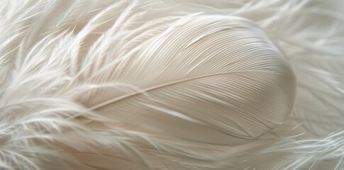 Obraz premium Pure White Peacock Feather in Close-up