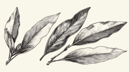 Monochrome bay leaf hand drawn sketch vector illust