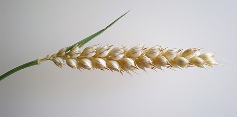 Pure and Crisp: High-Resolution Close-Up of an Ear of Wheat