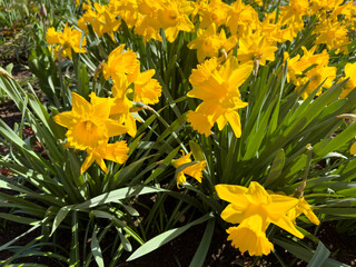 A bunch of yellow flowers with green stems