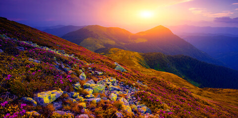 floral summer landscape, Carpathians, Ukraine, Europe, summer blooming pink rhododendrons   flowers...