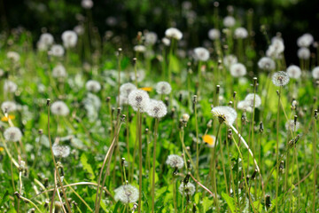 White dandelions on nature background