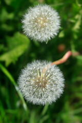 White dandelions on nature background