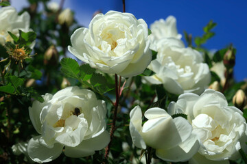 White roses on nature background